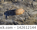 Ootheca mantis on a tree stump. The eggs of the insect laid in the cocoon for the winter are laid 142612144