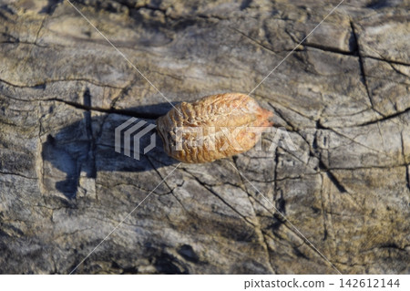 Ootheca mantis on a tree stump. The eggs of the insect laid in the cocoon for the winter are laid Ootheca mantis on a tree stump. The eggs of the insect laid in the cocoon for the winter are laid 142612144
