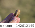 Pile of mantis in the human hand. Inspection ootheca. The eggs of the insect laid in the cocoon for the winter are laid 142612145
