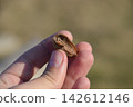 Pile of mantis in the human hand. Inspection ootheca. The eggs of the insect laid in the cocoon for the winter are laid 142612146