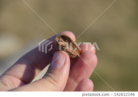 Pile of mantis in the human hand. Inspection ootheca. The eggs of the insect laid in the cocoon for the winter are laid Pile of mantis in the human hand. Inspection ootheca. The eggs of the insect laid in the cocoon for the winter are laid 142612146