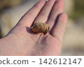 Pile of mantis in the human hand. Inspection ootheca. The eggs of the insect laid in the cocoon for the winter are laid 142612147