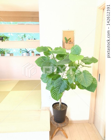 Ficus Umbellata (8-inch pot), thick trunk, bifurcated shape, large houseplant, suitable for indoor decor, Japanese modern style. Ficus Umbellata (8-inch pot), thick trunk, bifurcated shape, large houseplant, suitable for indoor decor, Japanese modern style. 142612391