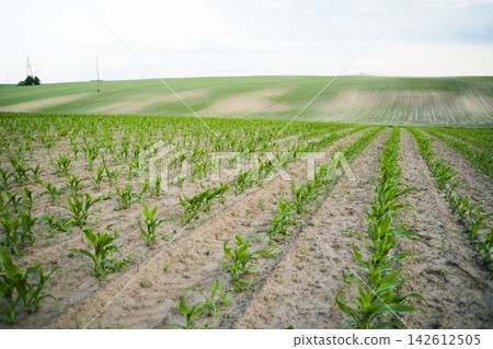 Young corn plants growing in rows across a rural agricultural field under a clear sky, food production Young corn plants growing in rows across a rural agricultural field under a clear sky, food production 142612505