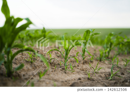 Young corn sprouts emerging from fertile soil, illustrating a healthy agricultural crop in an outdoor rural farm environment 142612506