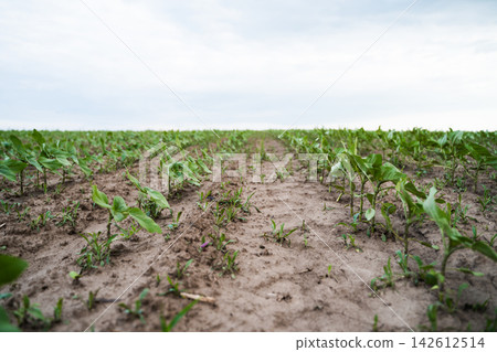 Green plants emerging from the rich soil on a vast farm field, forming parallel rows under the wide, pale sky Green plants emerging from the rich soil on a vast farm field, forming parallel rows under the wide, pale sky 142612514