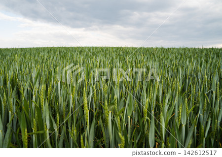 Green wheat field with growing crops under a cloudy sky, symbolizing agriculture, growth, and farming Green wheat field with growing crops under a cloudy sky, symbolizing agriculture, growth, and farming 142612517