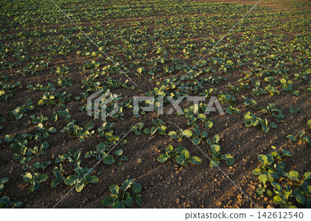 Top view of rapeseed oilseed and canola Brassica plants growing evenly across farmland, agriculture pattern background Top view of rapeseed oilseed and canola Brassica plants growing evenly across farmland, agriculture pattern background 142612540