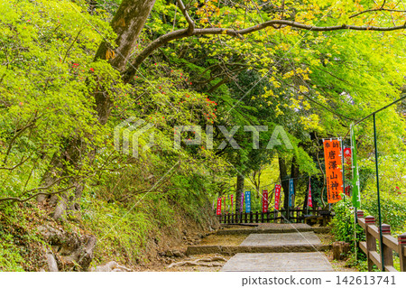 【栃木縣】唐澤山神社內的山地杜鵑花盛開 【栃木縣】唐澤山神社內的山地杜鵑花盛開 142613741