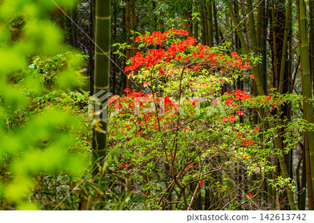 【栃木縣】唐澤山神社內的山地杜鵑花盛開 【栃木縣】唐澤山神社內的山地杜鵑花盛開 142613742