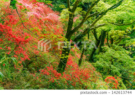 【栃木縣】唐澤山神社內的山地杜鵑花盛開 【栃木縣】唐澤山神社內的山地杜鵑花盛開 142613744