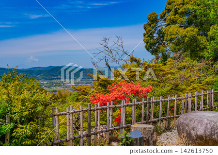 [Tochigi Prefecture] Mountain azaleas in bloom at Karasawayama Shrine grounds 142613750