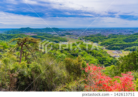 [Tochigi Prefecture] Mountain azaleas in bloom at Karasawayama Shrine grounds 142613751