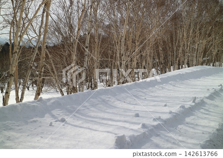 從北海道延輕町白瀧町延輕國道沿線眺望防風林。 從北海道延輕町白瀧町延輕國道沿線眺望防風林。 142613766