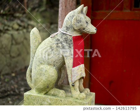 稻荷神社的守護狐狸,身穿紅色圍裙。 稻荷神社的守護狐狸,身穿紅色圍裙。 142613795