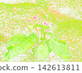 Rock tobacco and moss in the rain (afw20260830053949) 142613811