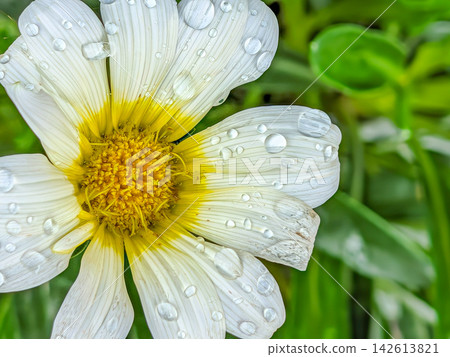 Gazanias soaked in rain Gazanias soaked in rain 142613821