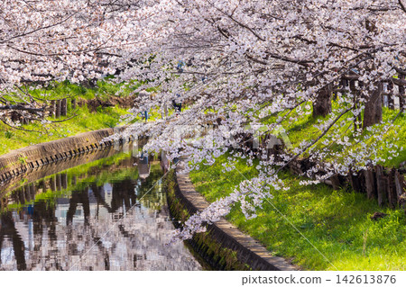 Spring in Koedo Kawagoe: The famous cherry blossom viewing spot, the Shingashi River cherry tree avenue (Homarezakura). Spring in Koedo Kawagoe: The famous cherry blossom viewing spot, the Shingashi River cherry tree avenue (Homarezakura). 142613876