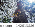Lush forest trail passing mossy trees and tropical bromeliads near San Cristobal de las Casas Chiapas Mexico with cloud forest plants green pathway epiphytes nature walk ecotourism and scenic wide. 142613886