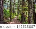Lush forest trail passing mossy trees and tropical bromeliads near San Cristobal de las Casas Chiapas Mexico with cloud forest plants green pathway epiphytes nature walk ecotourism and walking. 142613887