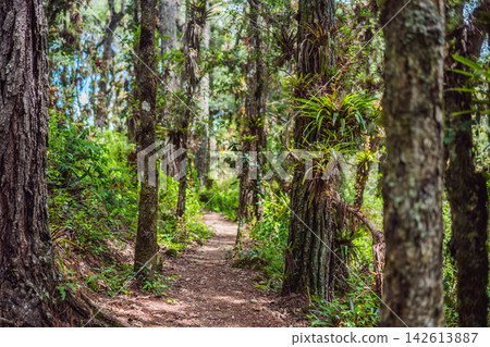 Lush forest trail passing mossy trees and tropical bromeliads near San Cristobal de las Casas Chiapas Mexico with cloud forest plants green pathway epiphytes nature walk ecotourism and walking. Lush forest trail passing mossy trees and tropical bromeliads near San Cristobal de las Casas Chiapas Mexico with cloud forest plants green pathway epiphytes nature walk ecotourism and walking. 142613887