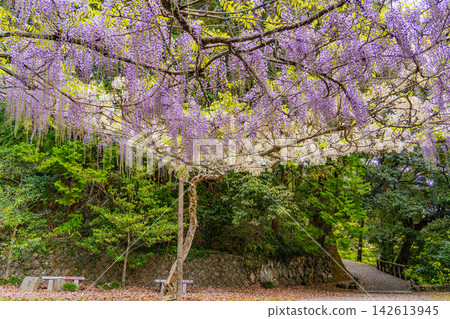 [Tochigi Prefecture] Wisteria trellis at Karasawayama Shrine 142613945