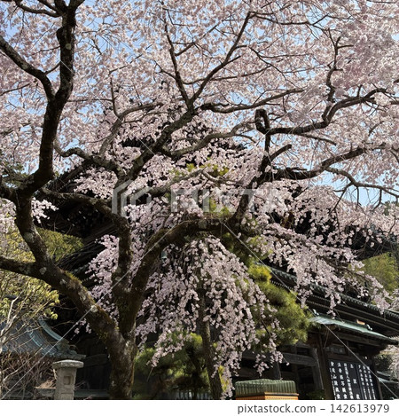 寺廟大門前櫻花盛開 寺廟大門前櫻花盛開 142613979