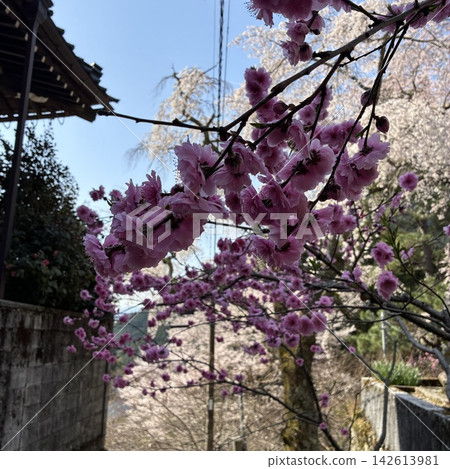 從寺廟門口眺望櫻花。 從寺廟門口眺望櫻花。 142613981