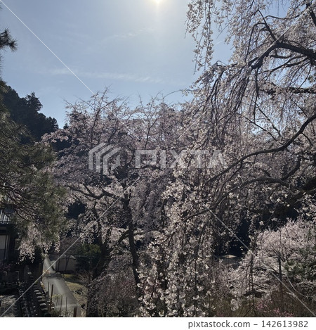 櫻花的風景 142613982