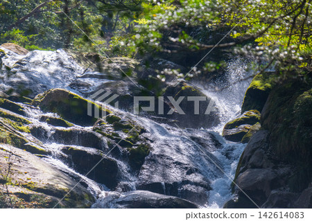 Springtime at Shiratani Unsuikyo Gorge, Yakushima Island: The Flying Stream Springtime at Shiratani Unsuikyo Gorge, Yakushima Island: The Flying Stream 142614083
