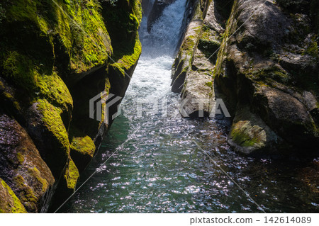 Springtime at Shiratani Unsuikyo Gorge, Yakushima Island: The Flying Stream Springtime at Shiratani Unsuikyo Gorge, Yakushima Island: The Flying Stream 142614089