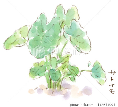 一幅水彩畫,描繪了一株芋頭植物,這是一種夏秋兩季生長的植物,它的葉子悠然舒展。 一幅水彩畫,描繪了一株芋頭植物,這是一種夏秋兩季生長的植物,它的葉子悠然舒展。 142614091