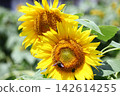 A hoverfly perches on a sunflower. A hoverfly perches on a sunflower. 142614255