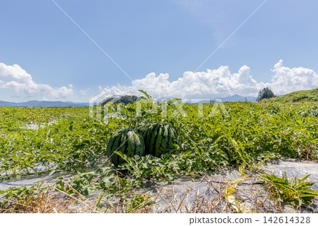 Watermelon field and summer sky (Obanazawa City, Yamagata Prefecture) Watermelon field and summer sky (Obanazawa City, Yamagata Prefecture) 142614328