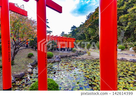 青森縣高山稻荷神社的風景 青森縣高山稻荷神社的風景 142614399