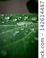 Water droplets 142614487