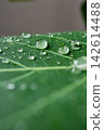 Water droplets 142614488