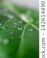 Water droplets 142614490