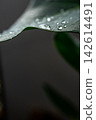 Water droplets 142614491