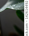 Water droplets 142614492