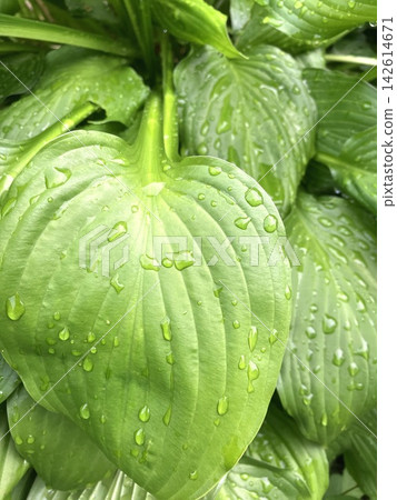 Hosta leaves and raindrops after the rain Hosta leaves and raindrops after the rain 142614671