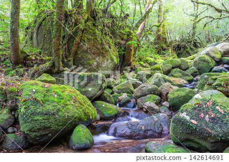 Springtime in Shiratani Unsuikyo Gorge, Yakushima Island: A beautiful gorge with moss. Springtime in Shiratani Unsuikyo Gorge, Yakushima Island: A beautiful gorge with moss. 142614691