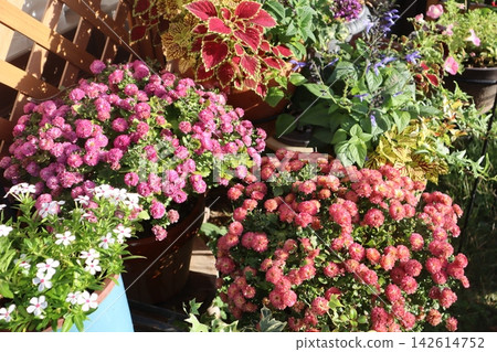 Autumn flower arrangement of chrysanthemums 142614752