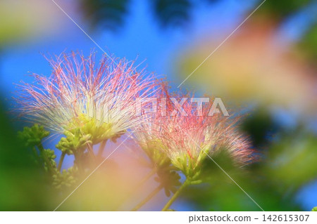 含羞草樹,鮮豔的紅色花朵與藍天交相輝映。 含羞草樹,鮮豔的紅色花朵與藍天交相輝映。 142615307