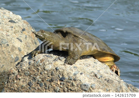 A basking soft-shelled turtle A basking soft-shelled turtle 142615709