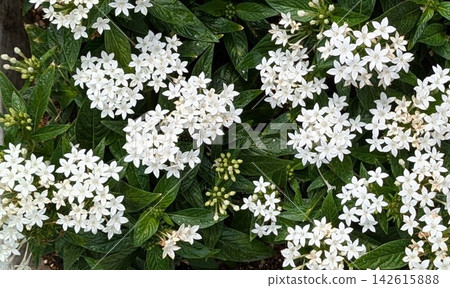 A field of lovely white pentas in full bloom. A field of lovely white pentas in full bloom. 142615888