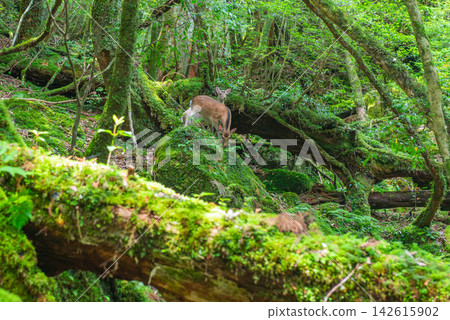 Summer in Shiratani Unsuikyo Gorge, Yakushima Island: The Forest of Yakushima Deer Summer in Shiratani Unsuikyo Gorge, Yakushima Island: The Forest of Yakushima Deer 142615902