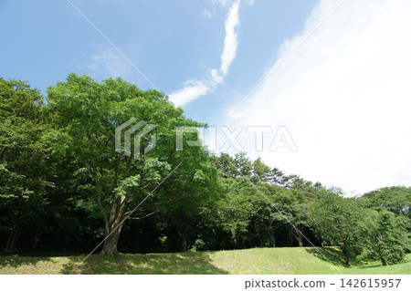 鳥取:四季漫步——青島——夏季 鳥取:四季漫步——青島——夏季 142615957