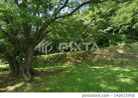鳥取:四季漫步——青島——夏季 鳥取:四季漫步——青島——夏季 142615958