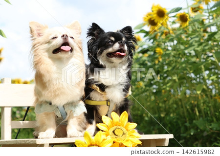 兩隻黑白相間的吉娃娃犬,周圍環繞著藍天和向日葵。 兩隻黑白相間的吉娃娃犬,周圍環繞著藍天和向日葵。 142615982